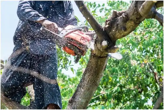 tree services Falls Church